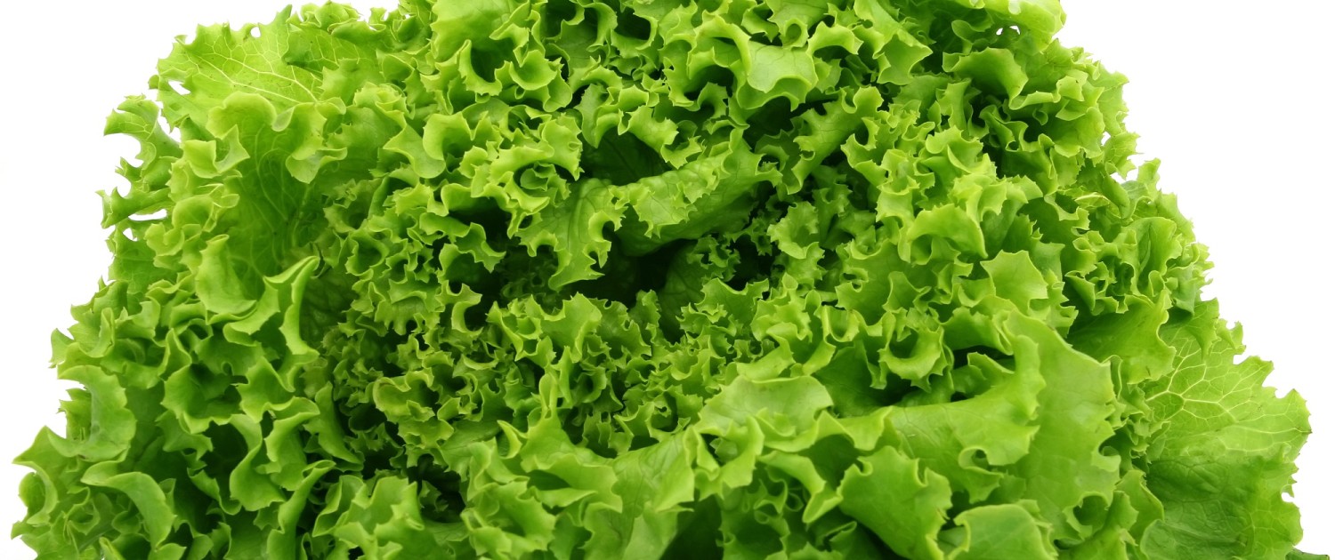 green-leaf-lettuce